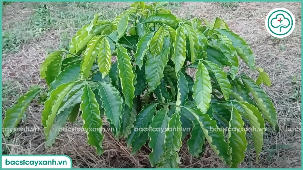 Tưới nước cho cây cà phê trong giai đoạn 3 năm đầu